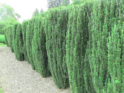 Sky Pencil Japanese Holly | Large 3 Gallon Plants | Low Maintenance Formal Evergreen Ilex Hedge