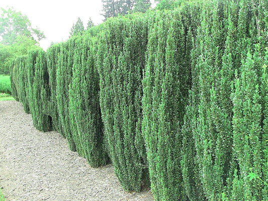 Sky Pencil Japanese Holly | Large 3 Gallon Plants | Low Maintenance Formal Evergreen Ilex Hedge