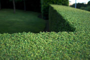 Dwarf Yaupon Holly | Live Gallon Size Plant | Ilex Schilling Stokes Vomitoria | Evergreen Drought Tolerant Low Maintenance Hedge Shrub
