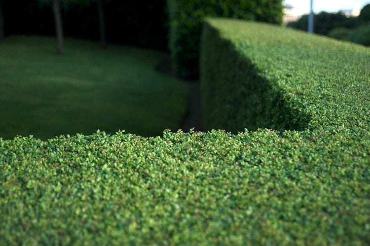 Dwarf Yaupon Holly | Live Gallon Size Plant | Ilex Schilling Stokes Vomitoria | Evergreen Drought Tolerant Low Maintenance Hedge Shrub