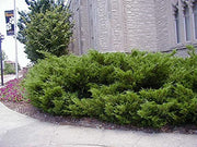 Sea Green Juniper | Live Gallon Size Plants | Juniperus Chinensis | Drought Tolerant Cold Hardy Evergreen Border Screening Shrub