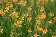 Bulbine Hallmark Orange | Live Gallon Size Plants | Vibrant Orange Blossom Succulent, Live Plant, Easy|Care Perennial for Sunny Gardens, Drought|Tolerant Ground Cover