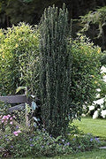 Sky Pencil Japanese Holly | Live Gallon Size Plants | Ilex Crenata | Low Maintenance Formal Evergreen Hedge