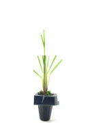 Pampas Grass Blue Bayou | Live Plants | Cortaderia Selloana | Dwarf Low Maintenance Drought Tolerant Ornamental Grass