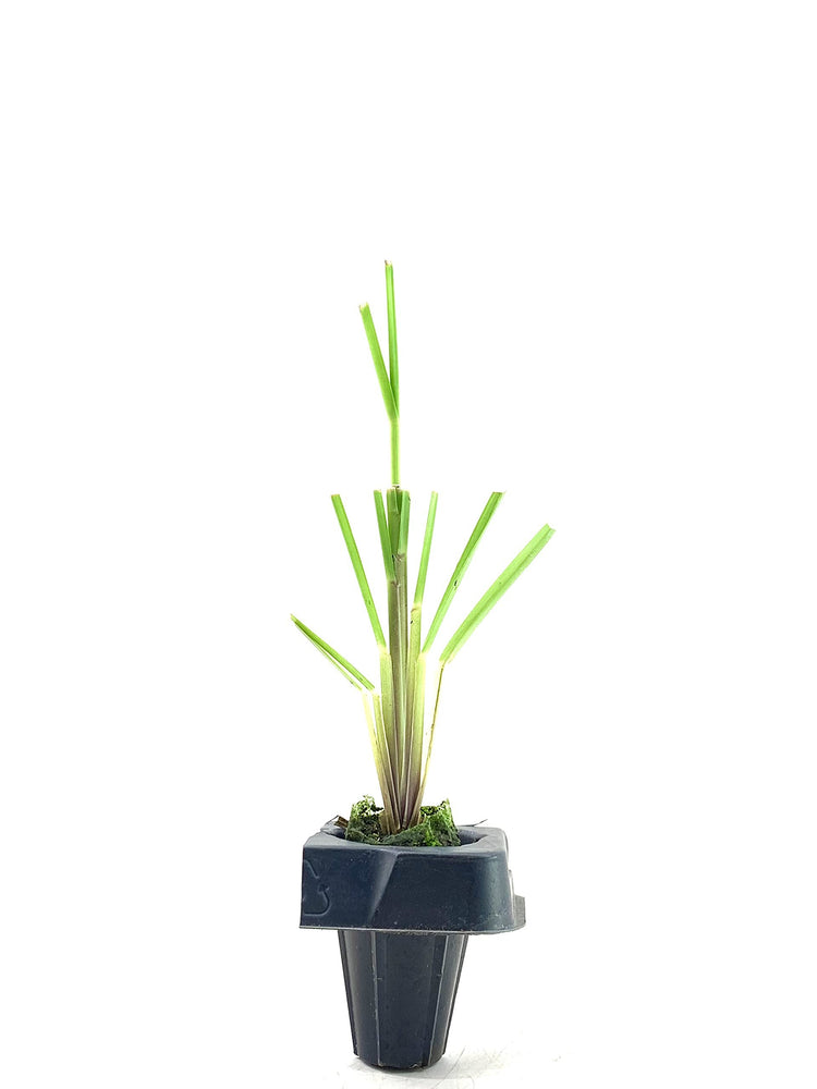 Pampas Grass Blue Bayou | Live Plants | Cortaderia Selloana | Dwarf Low Maintenance Drought Tolerant Ornamental Grass
