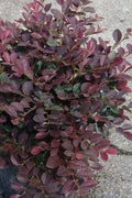 Loropetalum Ruby | Extra Large 3 Gallon Plants | Loropetalum Chinense 'Ruby' | Vibrant Garden Addition | Easy|Grow Foliage