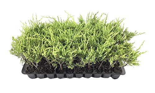 Sea Spray Juniper | Live Plants | Juniperus Chinensis | Drought Tolerant Cold Hardy Evergreen Ground Cover