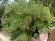 Giant Egyptian Papyrus | 10 Live Plants | Cyperus Large Shade & Wet Tolerant Aquatic Foliage