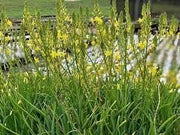 Bulbine Yellow | Live Gallon Size Plant | Bright Yellow Flowering Succulent, Live Plant, Perfect for Sunny Gardens, Drought|Tolerant Landscape Addition