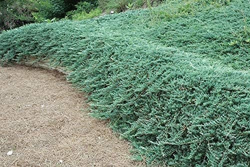 Bar Harbor Juniper | Live 4 Inch Pots | Juniperus horizontalis 'Bar Harbor' | Perfect Lush Ground Cover & Landscape Accent | Drought Resistant & Low Maintenance