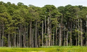 Loblolly Pine Tree Plants | Live Seedlings | Pinus Taeda | Fast|Growing Evergreen for Landscaping | Ideal Plants for Large Spaces