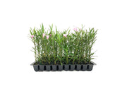 Mexican Petunia Pink | Live Plants | Ruellia Brittoniana | Pink Flowering Landscape Pollinator | Heat Tolerant Groundcover | Outdoor Perennial for Gardens Borders Walkways Containers