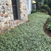 Variegated Jasmine Minima I Large Gallon Size Plant I Trachelospermum Asiaticum | Live Unique Two|Tone Foliage for Eye|Catching Landscapes, Low|Growing Ground Cover