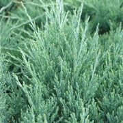 Hughes Juniper | Live 4 Inch Pots | Drought|Tolerant Evergreen for Landscaping, Privacy Screens, and Bonsai, Easy|to|Grow