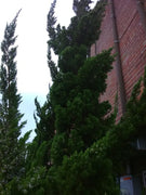 Robusta Green Juniper | Live Gallon Size Tree | Juniperus Chinensis | Drought Tolerant Cold Hardy Evergreen Screening Plant