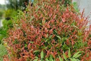 Nandina Gulfstream | Extra Large 3 Gallon Plants | Nandina Domestica 'Gulfstream' | Year|Round Colorful Foliage | Garden Accent