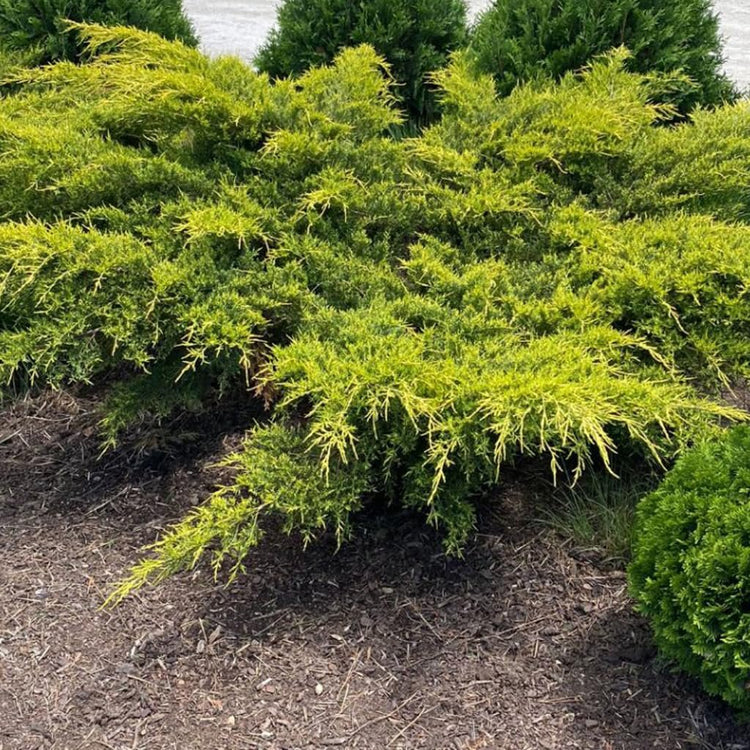 Juniper Gold Lace | Live 4 Inch Pots | Juniperus Chinensis | Drought Tolerant Cold Hardy Evergreen Groundcover Plants