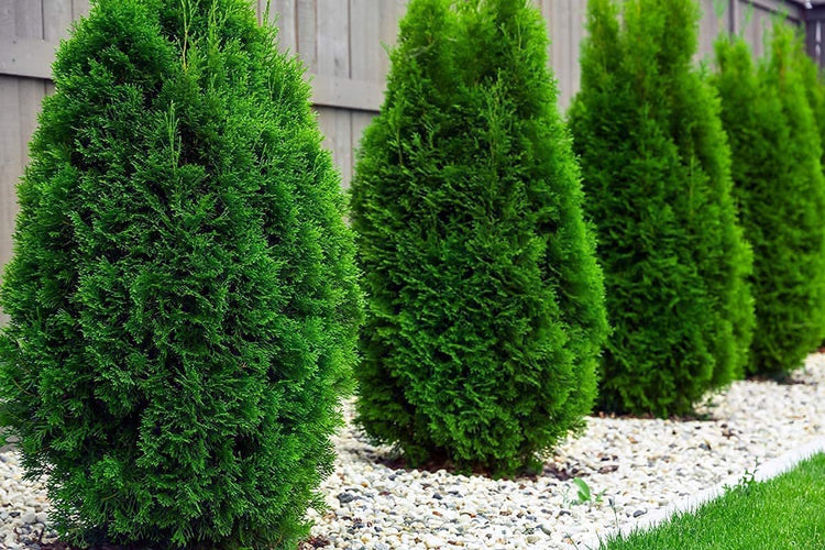 Arborvitae Emerald Green | Live 4 Inch Pot | Thuja Occidentalis Smaragd Tree | Evergreen Privacy Screening Hedge Plants