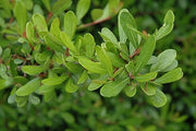 Viburnum Mrs. Schiller's Delight I Large Gallon Size Plant | Live Plants I Dwarf Obovatum I Evergreen Shrub with Fragrant White Blooms, Ideal for Hedges, Borders