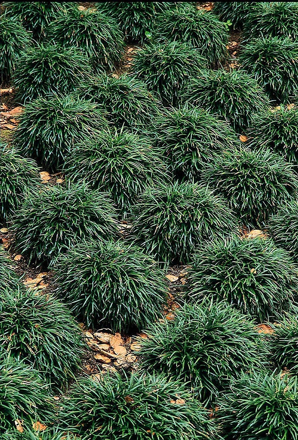 Dwarf Mondo Grass | 40 Live Plants | Shade Loving Evergreen Ground Cover Ophiopogon Japonicus Nanus