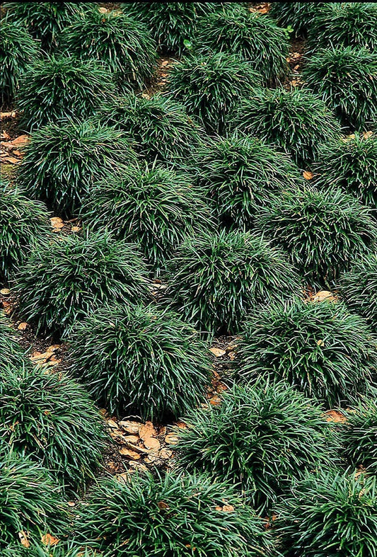 Dwarf Mondo Grass | 40 Live Plants | Shade Loving Evergreen Ground Cover Ophiopogon Japonicus Nanus