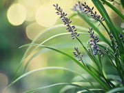 Big Blue Liriope Plants | Live 4 Inch Pots | Liriope Muscari 'Big Blue' | Hardy Ground Cover | Shade Tolerant Grass