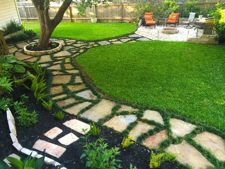 Dwarf Mondo Grass | 72 Live Plants | Ophiopogon Japonicus Nanus | Shade Loving Evergreen Ground Cover