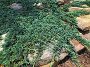Blue Rug Juniper | Live Plants | Juniperus Horizontalis Wiltonii | Low Maintenance Evergreen Ground Cover | Drought Tolerant Landscaping