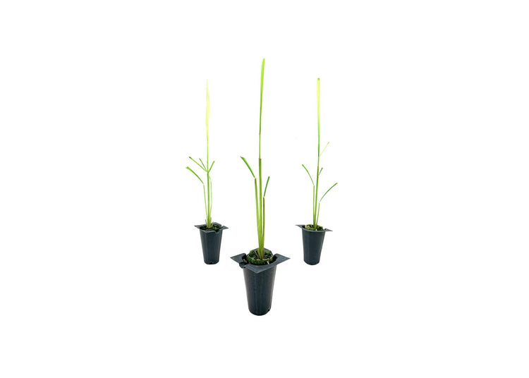 Cymbopogon Nardus Citronella Grass | Live Plants | Perfect for Outdoor Gardens and Patio Decor, Easy|to|Grow Aromatic Plant