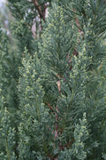 Blue Point Juniper | Large 3 Gallon Tree | Juniperus Chinensis | Evergreen Screening Plants