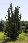 Robusta Green Juniper | Extra Large 3 Gallon Plants | Hardy Evergreen Shrub for Landscapes & Gardens, Ideal for Ground Cover, Topiary, Bonsai, Low Maintenance, Drought Tolerant