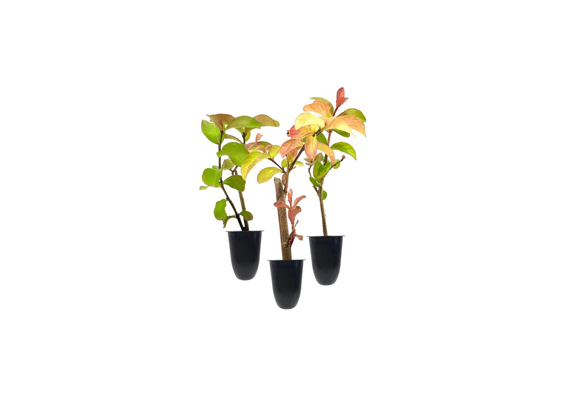 Catawba Crape Myrtle Rich Purple Blooms | Live Plants | Drought & Heat Tolerant, Ideal for Year|Round Garden Beauty