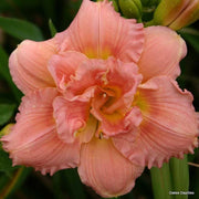 Daylily Siloam Double Classic I Live 3 Inch Pots I Hemerocallis I Peach Colored Flowers