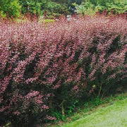 Barberry Rosy Glow | Live Plants | Vibrant Dual|Toned Foliage, Ideal for Landscaping & Hedging, Hardy & Drought|Tolerant, Live Decorative Shrub Plant