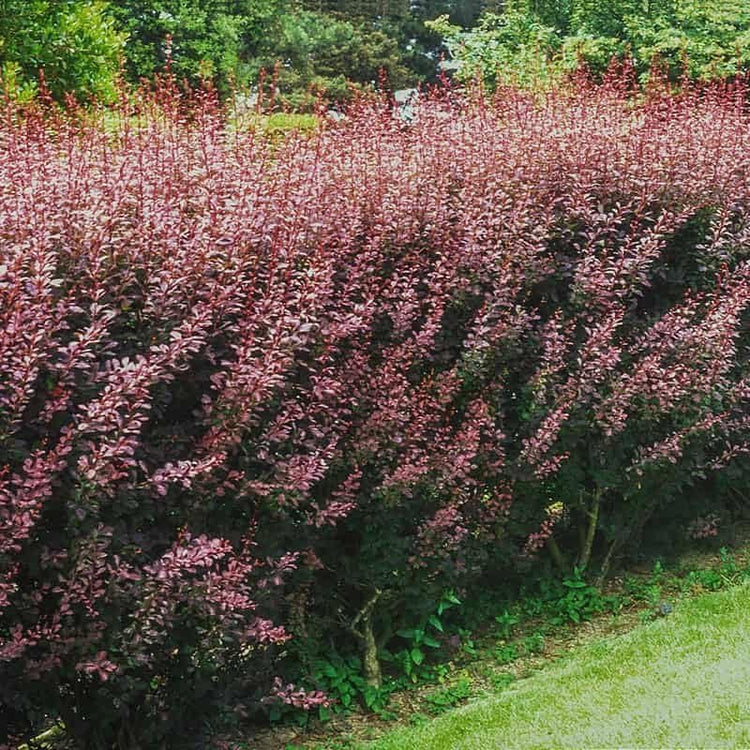 Barberry Rosy Glow | Live Plants | Vibrant Dual|Toned Foliage, Ideal for Landscaping & Hedging, Hardy & Drought|Tolerant, Live Decorative Shrub Plant