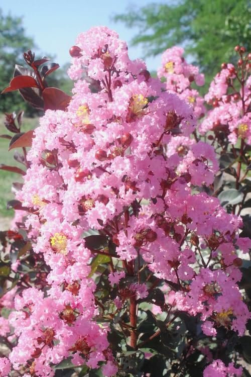 Crape Myrtle Rhapsody in Pink | Extra Large 3 Gallon Plant | Soft Pink Blooms, Live Plant, Elegant Ornamental Shrub for Graceful Garden Displays
