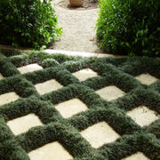Dwarf Mondo Grass | 20 Live Plants | Shade Loving Evergreen Ground Cover Ophiopogon Japonicus Nanus