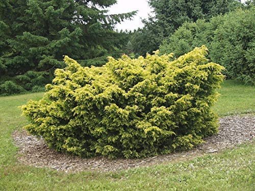 Saybrook Gold Juniper | Live Plants | Juniperus Chinensis | Hardy Evergreen Ground Cover