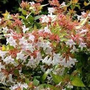 Abelia Francis Mason | Extra Large 3 Gallon Plant | Vibrant & Variegated Foliage, Drought|Tolerant, Low|Maintenance Shrub, Perfect for Landscaping, Borders & Ornamental Gardens