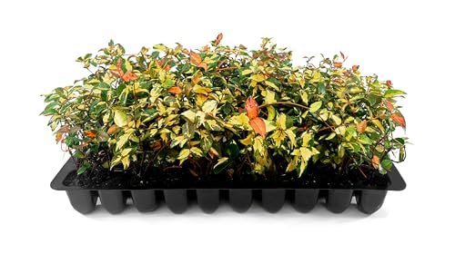 Jasmine Summer Sunset | Live Plants | Trachelospermum Asiaticum | Colorful Groundcover Vine