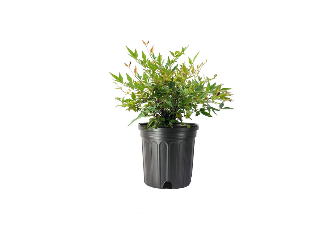 Nandina Gulf Stream Heavenly Bamboo | Large Gallon Size Plants | Compact Colorful Ornamental Shrub