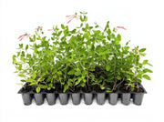 Coral Honeysuckle | Live Plants | Lonicera sempervirens | Flowering Vining Plants for Arbors | Native Climbing Plant for Fences and Trellises