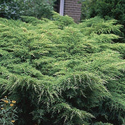 Gold Star Juniper | Live Gallon Size Plant | Perfect for Landscaping, Low Maintenance Evergreen, Ideal for Garden Decoration, Hardy Outdoor Plant