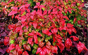 Firepower Heavenly Bamboo | 20 Live Plants | Nandina Domestica