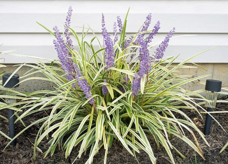 Variegated Liriope | Large Gallon Size Plants I Liriope Muscari Variegata I Live Striking Evergreen Perennial with Colorful Foliage, Ideal for Borders