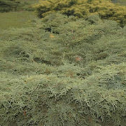 Sea Spray Juniper | Live Plants | Juniperus Chinensis | Drought Tolerant Cold Hardy Evergreen Ground Cover