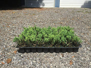 Blue Sargent Juniper | Live Plants | Juniperus Chinensis | Drought Tolerant Cold Hardy Evergreen Ground Cover