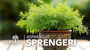 Fern Sprengeri | Live Plants | Asparagus Densiflorus | Evergreen Ornamental Fern | Lush Green Foliage for Hanging Baskets & Borders