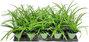 Big Blue Liriope Muscari | Live 4 Inch Pots | Drought Tolerant Low Maintenance Evergreen Plants Grass Lilyturf