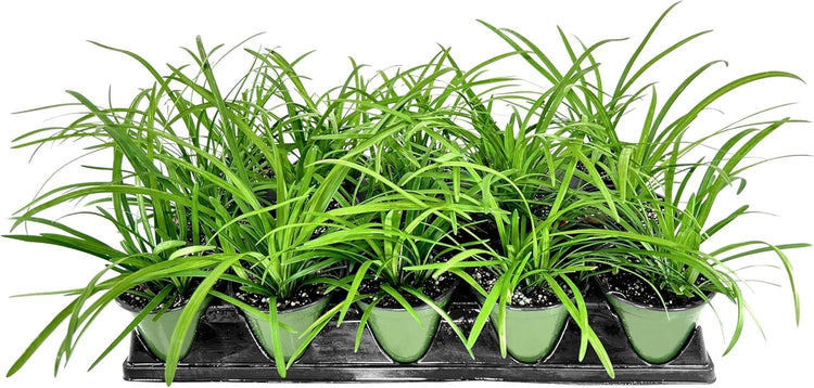 Big Blue Liriope Muscari | Live 4 Inch Pots | Drought Tolerant Low Maintenance Evergreen Plants Grass Lilyturf